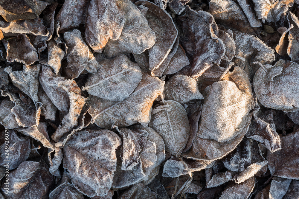 Frosted leaves top down photo