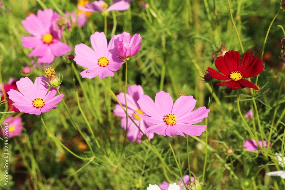 Beautiful cosmos colorful flowers in the garden Beautiful cosmos colorful flowers in the garden