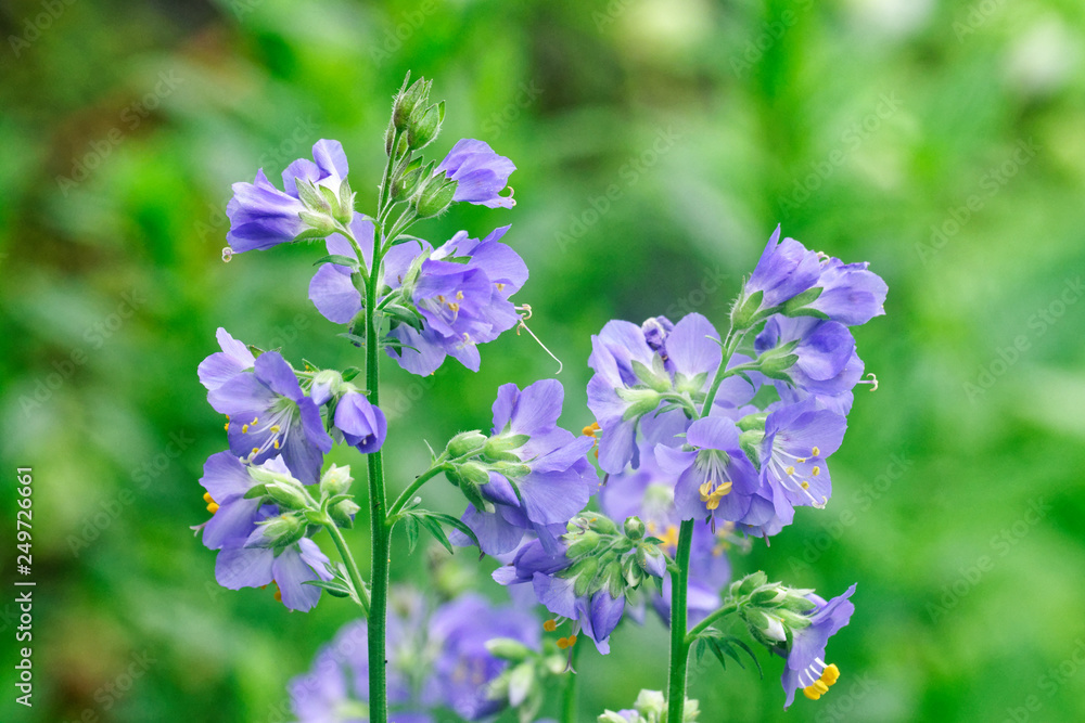 Beautiful flowers in a summer garden. Color scent and vibrancy surrounds you. Beautiful flowers in a summer garden. Color scent and vibrancy surrounds you.