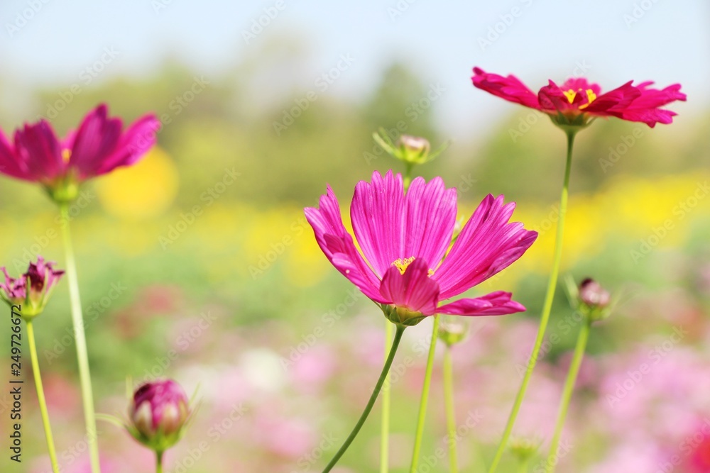 Beautiful cosmos colorful flowers in the garden Beautiful cosmos colorful flowers in the garden