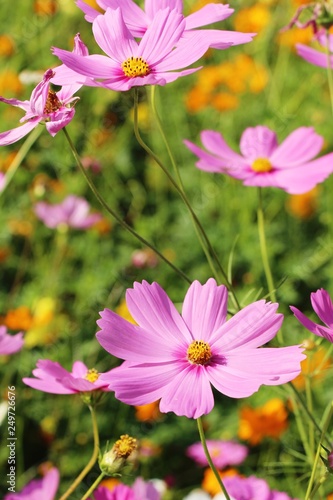 Beautiful cosmos colorful flowers in the garden