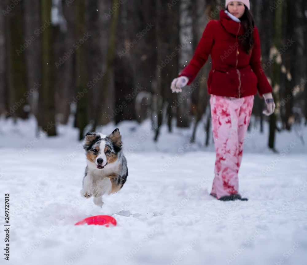 a young girl and a dog breed Australian Shepherd playing a frisbee disc in the snow
