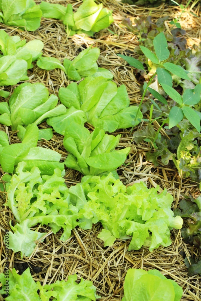 fresh lettuce hydroponics for health in garden fresh lettuce hydroponics for health in garden