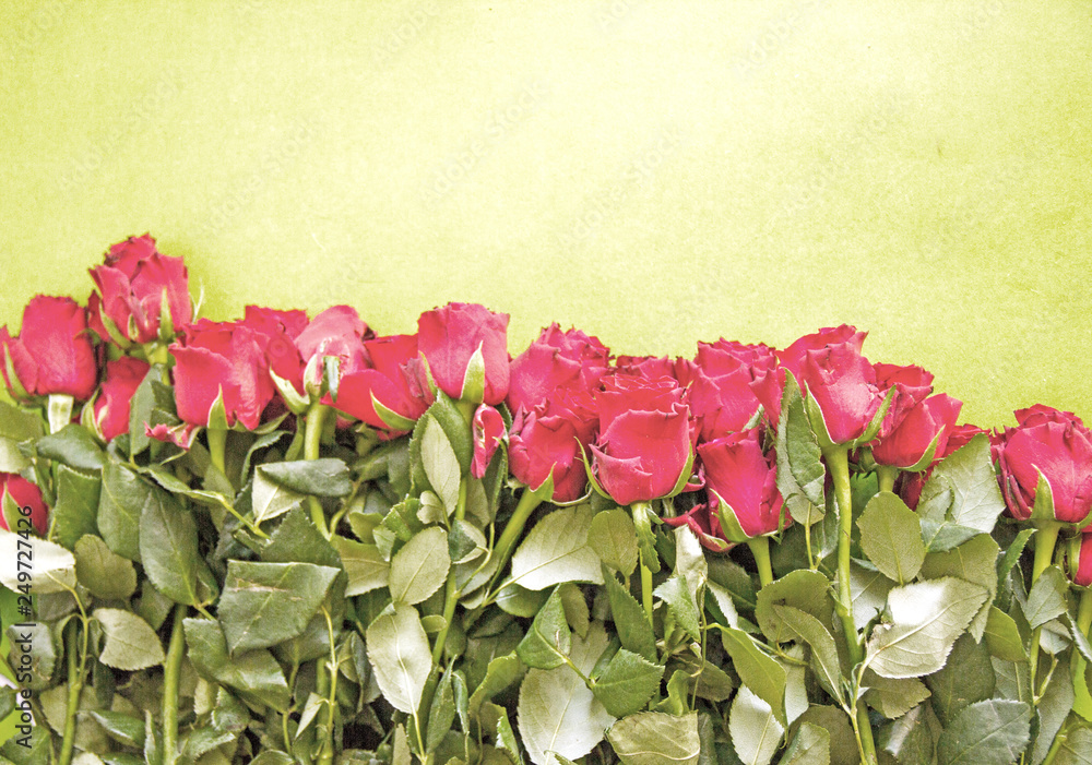 Festive background with a bouquet of red roses on a color monophonic background, a card for the holiday. Beautiful red roses, near the place for the inscription. Festive background with a bouquet of red roses on a color monophonic background, a card for the holiday. Beautiful red roses, near the place for the inscription.
