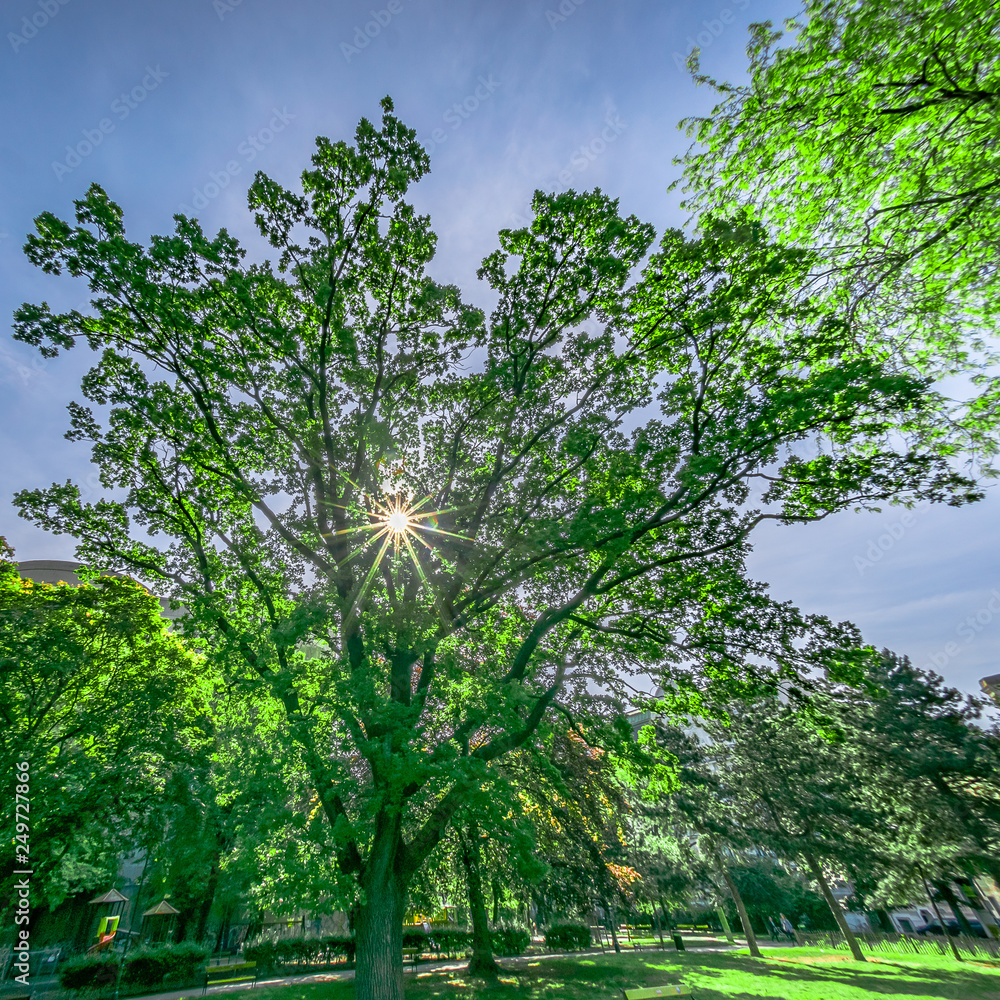 Fototapeta premium Sunstar shining through a tree in the park
