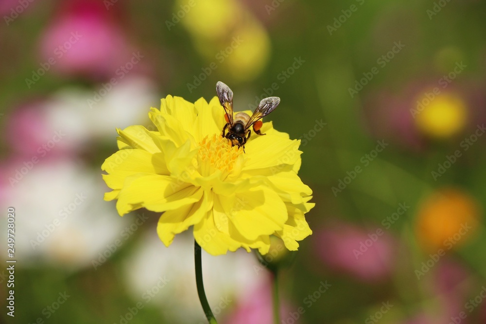 Naklejka premium Beautiful bloom colorful flowers in the garden