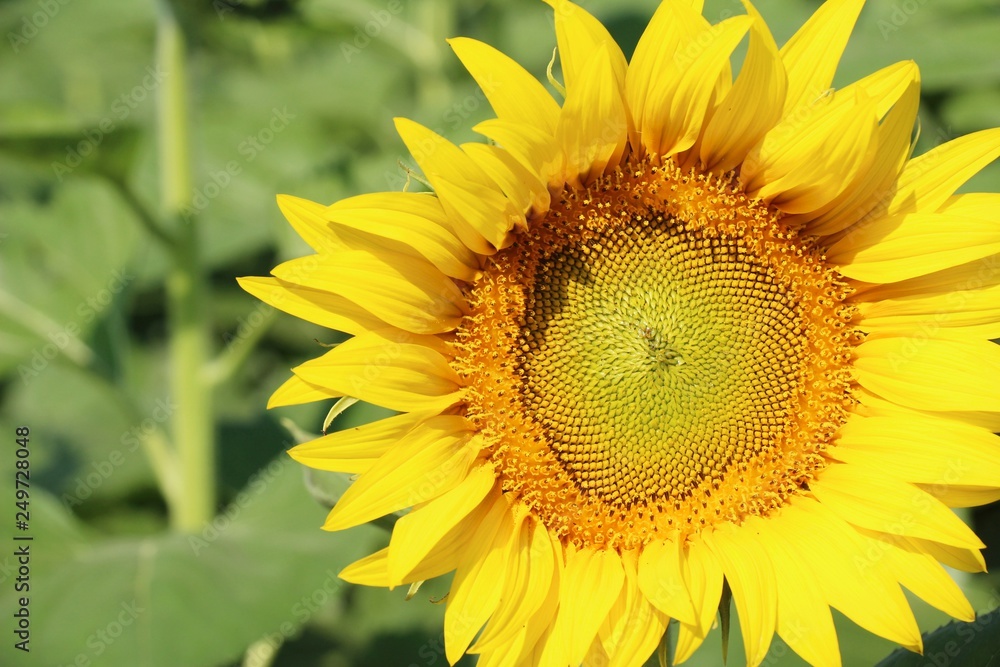 Fototapeta premium Sunflowers field at beautiful in the garden