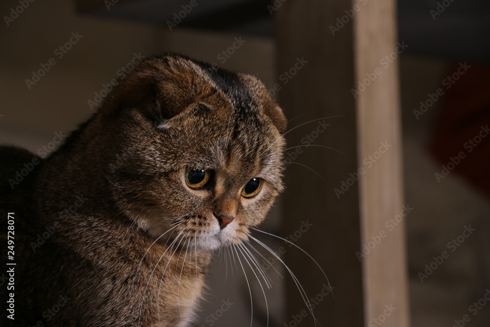Adorable golden chinchilla Scottish fold cat