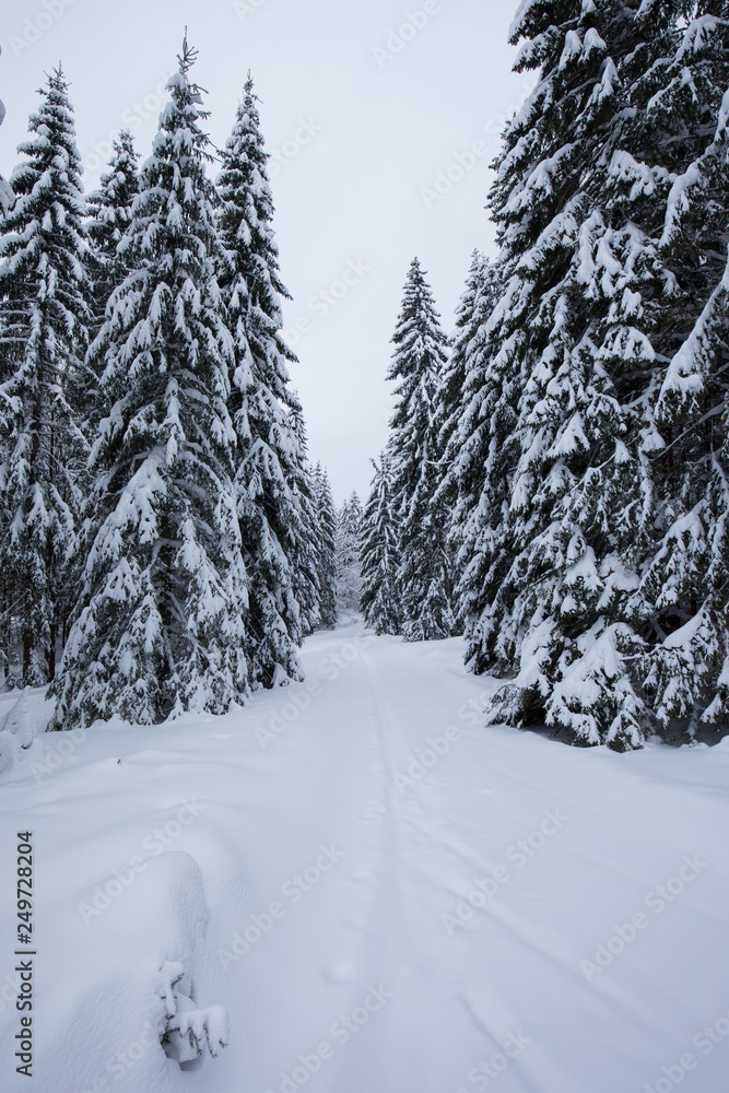 Obraz premium Winter snow forest. Snow lies on the branches of trees. Frosty snowy weather. Beautiful winter forest landscape fantasy forest with snow falling in winter Winter foggy forest scene. Christmas time