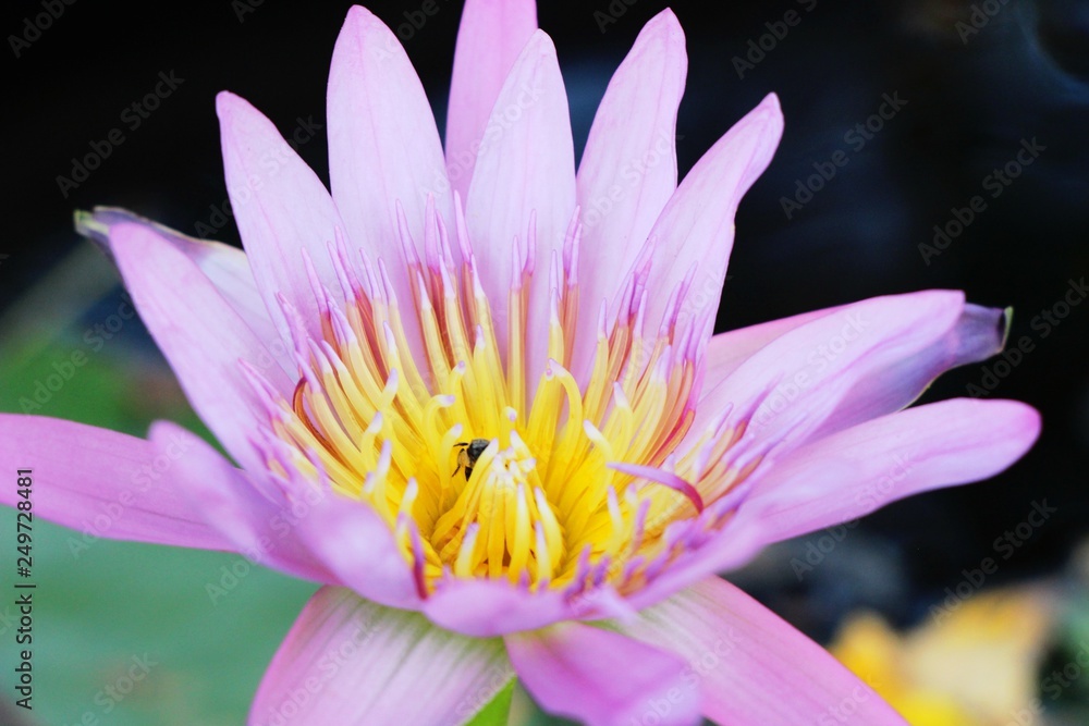 Beautiful lotus in the pond with nature Beautiful lotus in the pond with nature