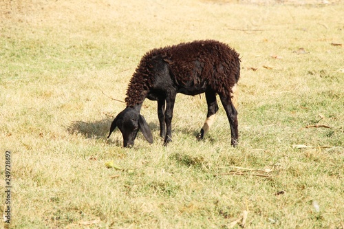 Goats in the farm with the nature