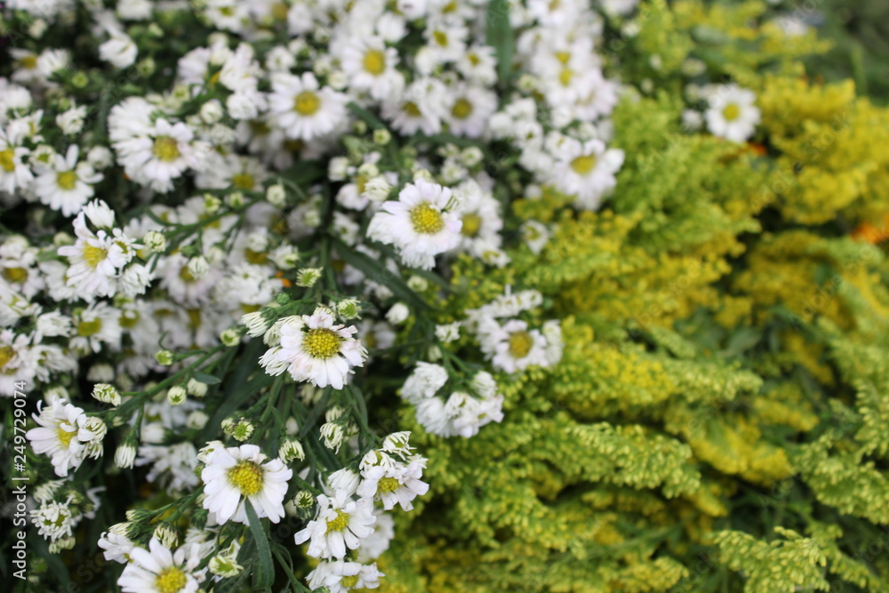 Little mexican flowers