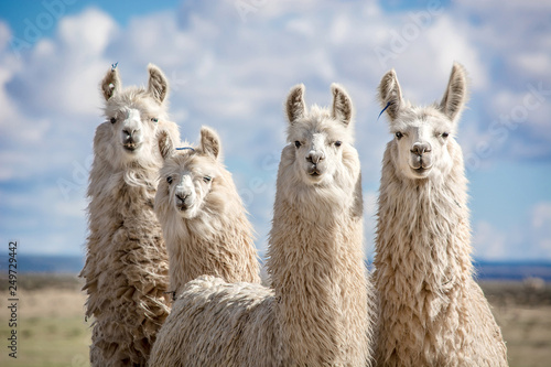 animals of the argentine north