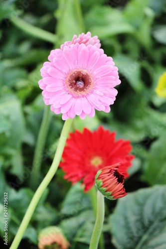 Gerbera flowers in garden with the nature
