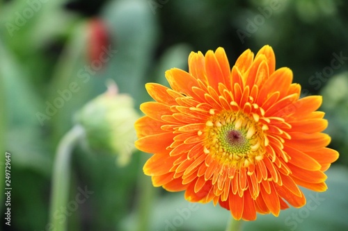 Gerbera flowers in garden with the nature
