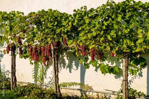 Grapes hanging from grapevine next to a sunny wall
