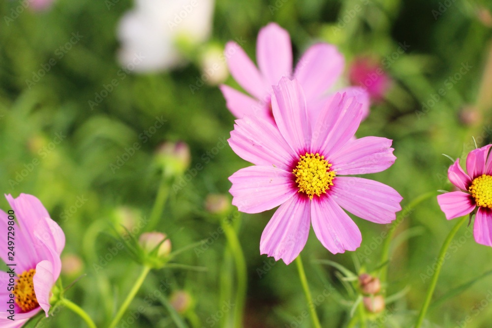 Beautiful cosmos colorful flowers in the garden Beautiful cosmos colorful flowers in the garden