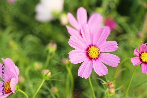 Beautiful cosmos colorful flowers in the garden