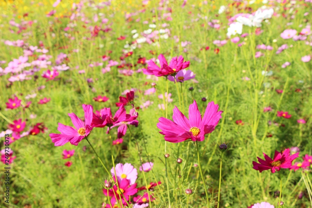 Beautiful cosmos colorful flowers in the garden Beautiful cosmos colorful flowers in the garden