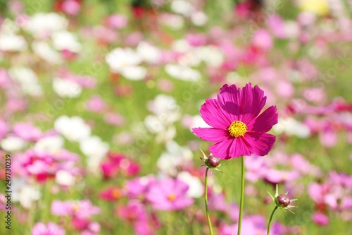 Beautiful cosmos colorful flowers in the garden