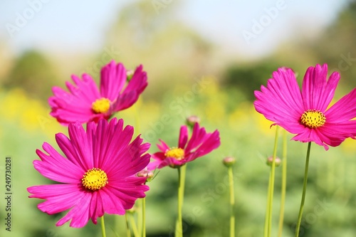 Beautiful cosmos colorful flowers in the garden