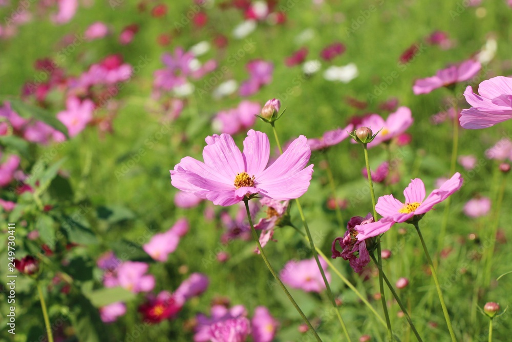 Beautiful cosmos colorful flowers in the garden Beautiful cosmos colorful flowers in the garden