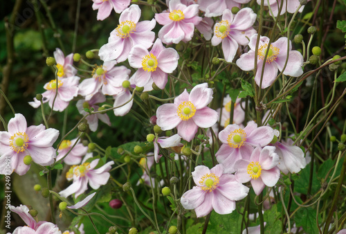 Japanese Anenome.