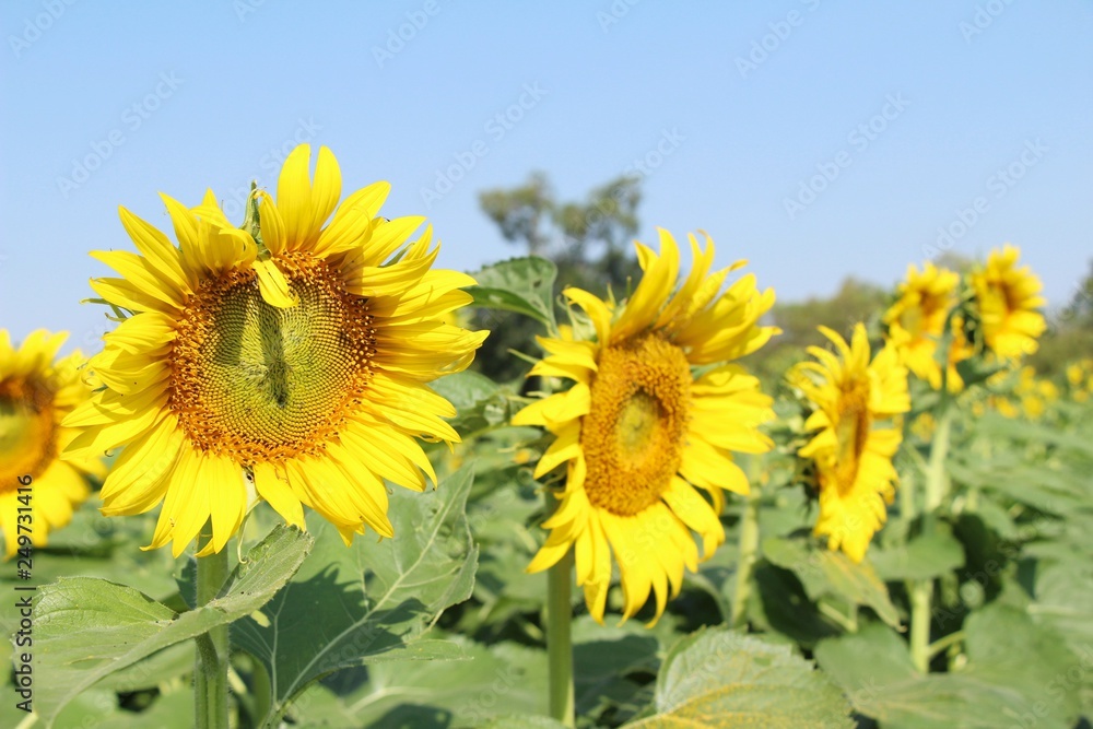Fototapeta premium Sunflowers field at beautiful in the garden