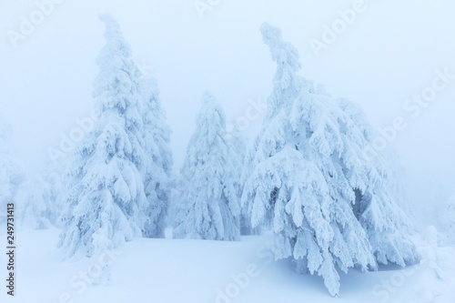 Winter snow forest. Snow lies on the branches of trees. Frosty snowy weather. Beautiful winter forest landscape fantasy forest with snow falling in winter Winter foggy forest scene. Christmas time