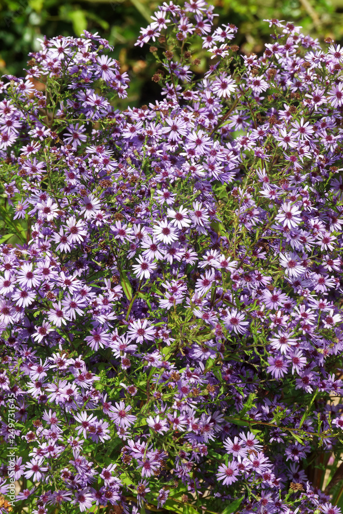 Aster. Aster.