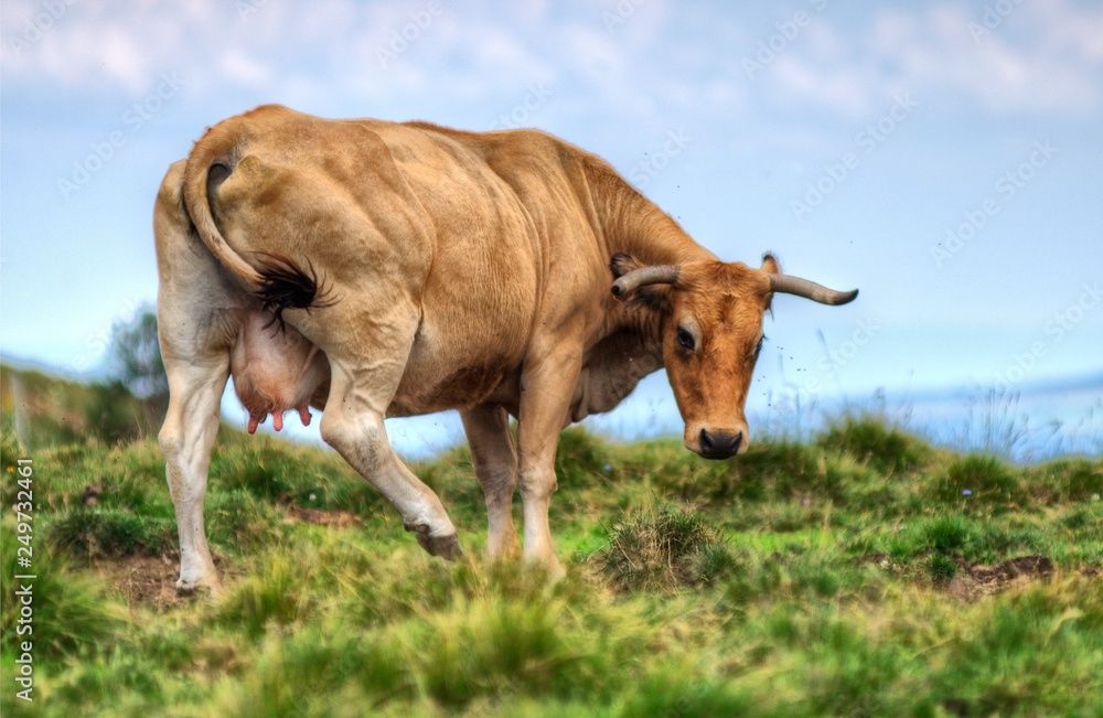 Vache au col de la Croix-Morand, Puy-de-Dôme, France