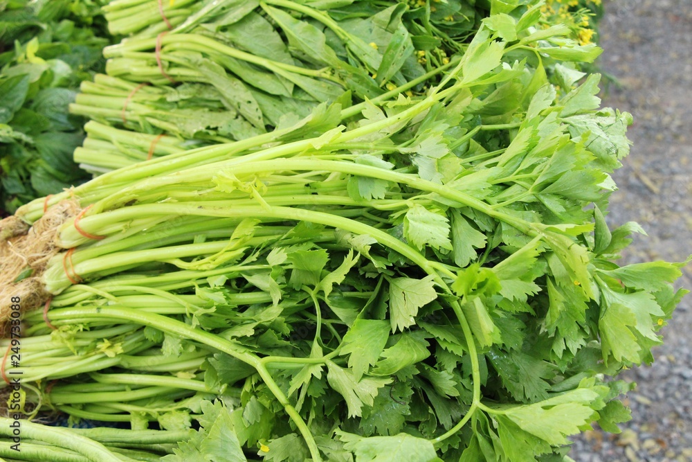 Celery vegetables for cooking in the market Celery vegetables for cooking in the market