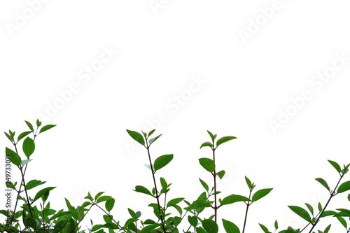 asia background beautiful botanical botany branch bright closeup detail environment flora foliage forest frame fresh freshness garden geomantic green greenery growth isolated jungle leaf light lush na