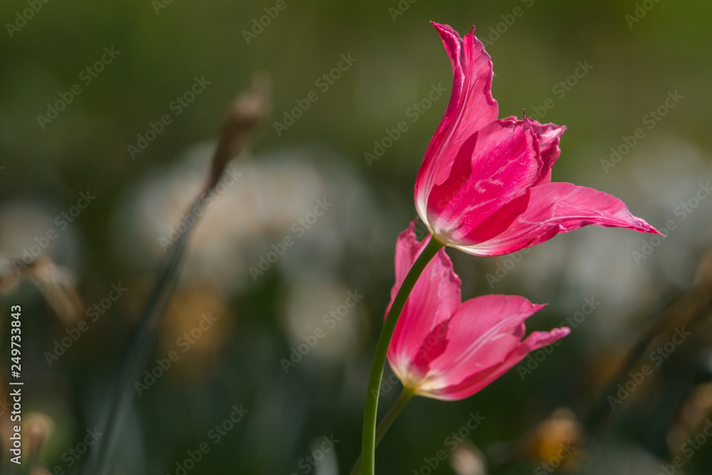 Naklejka premium Frühlingsblumen