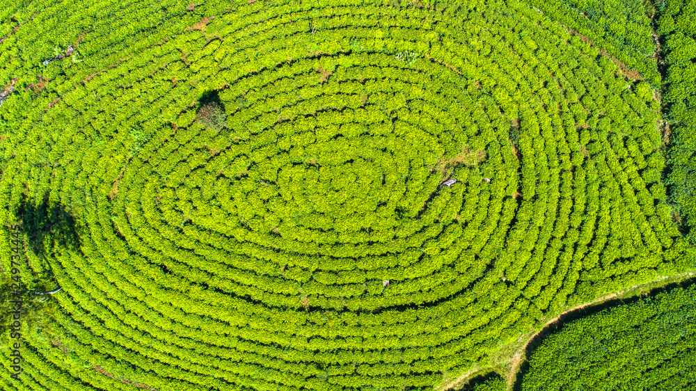 Fototapeta premium Aerial. Famous green tea plantation landscape view from Lipton's Seat, Haputale, Sri Lanka.