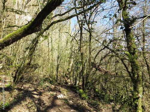 Trees painted green because of winter in the heart of the 