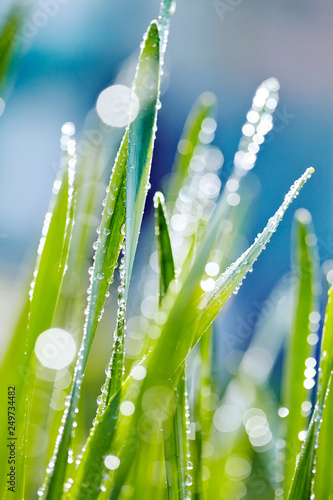 Fresh green grass with dew.