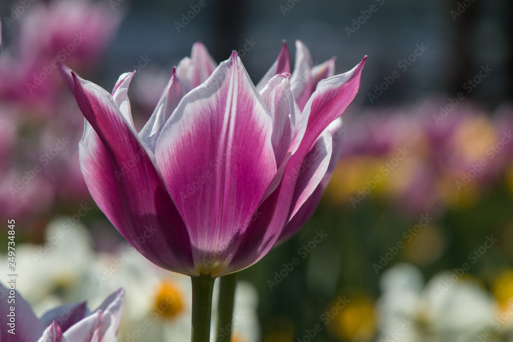 Frühlingsblumen Frühlingsblumen