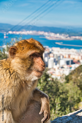 The famous apes of Gibraltar are one of the attractions of the rock © juanorihuela