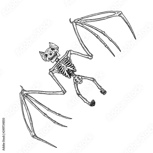 Bat skeleton drawing. Gothic illustration of aggressive monsters bones for the Halloween. Witchcraft magic, occult attributes decorative elements. Drawing of dead night creature with fangs. Vector.