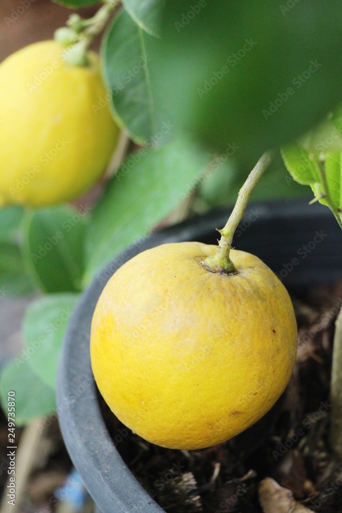 Lemon fruit on the tree with nature