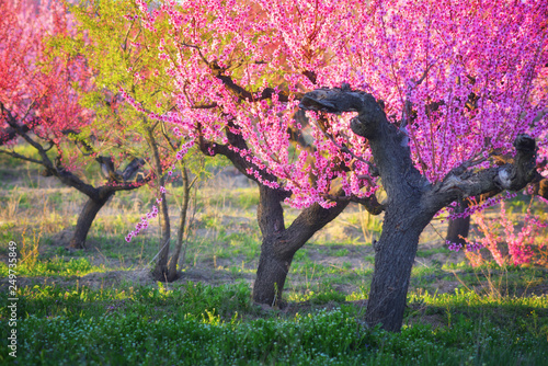 Flowering peach trees in spring in the garden. Crimea, Russia