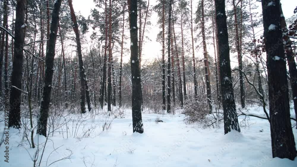 Walk through snowy coniferous pine forest in winter sunny day Walk through snowy coniferous pine forest in winter sunny day