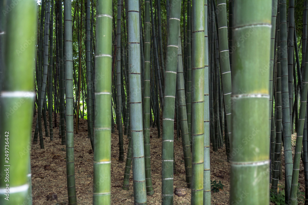 Bamboo forest grove in Kyoto Bamboo forest grove in Kyoto