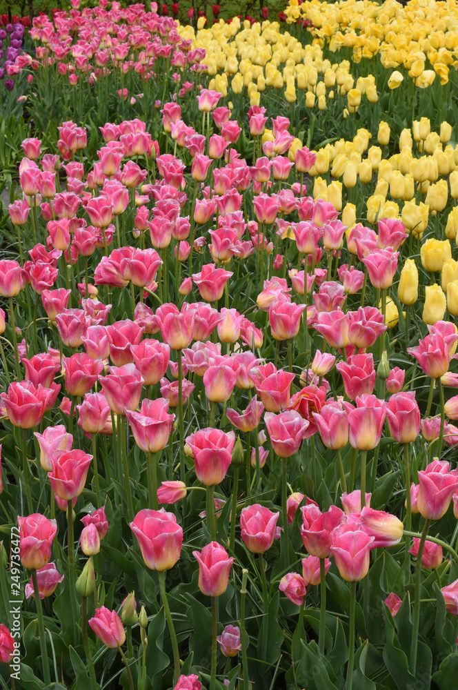 Colorful tulips in spring Colorful tulips in spring