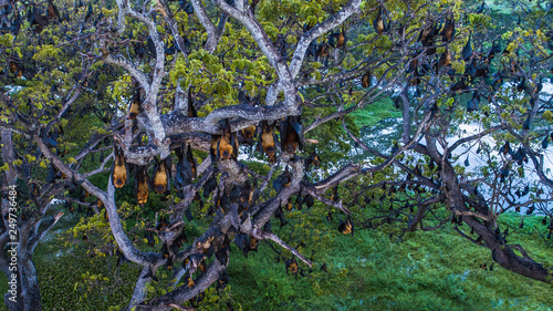 Aerial. Fruit bat trees. Tissamaharama, Sri Lanka.