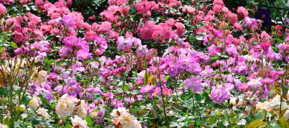 Fototapeta premium flowers in the garden