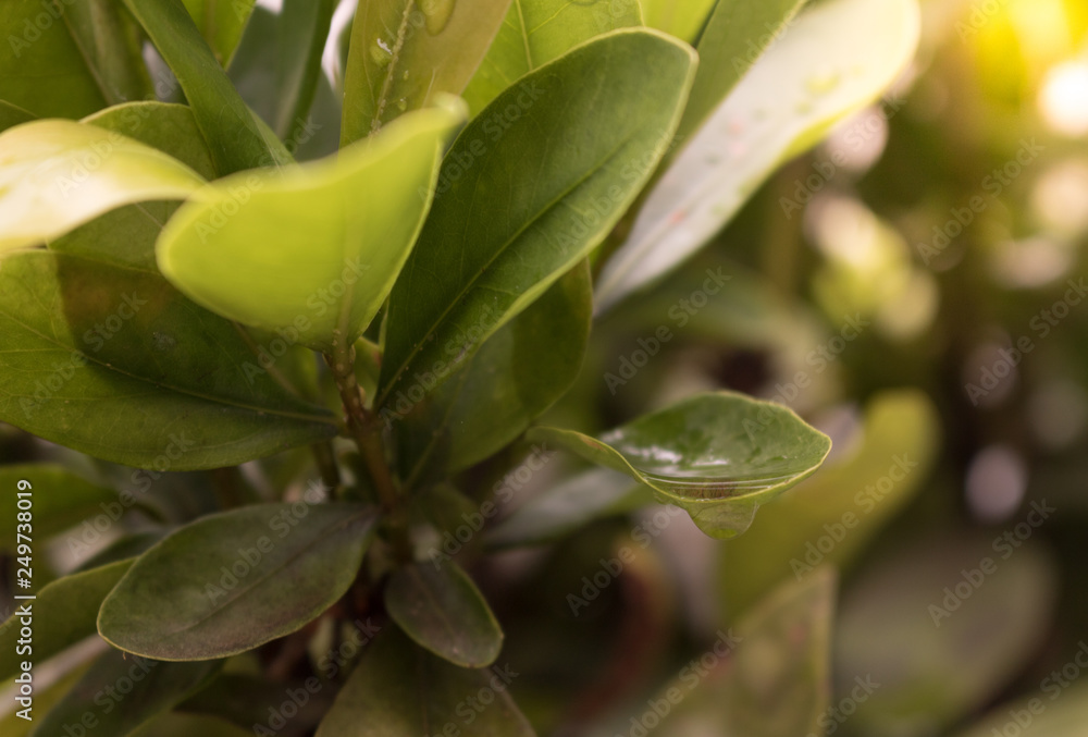 Plant with water Plant with water