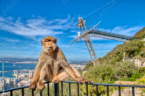 Monkey of Gibraltar with the cable car in the background