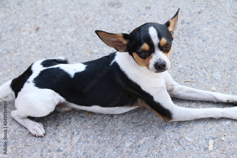 chihuahua puppy is staring on the floor chihuahua puppy is staring on the floor